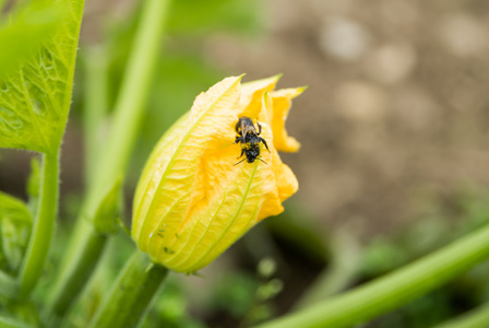 Biene auf gelber Zucchini-Blüte, Nahaufnahme mit grünem Hintergrund.