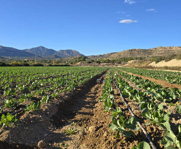 KI generiert: Das Bild zeigt ein großes Feld mit jungen Pflanzen, das sich bis zu einem Gebirge am Horizont erstreckt. Der Himmel ist klar und blau.
