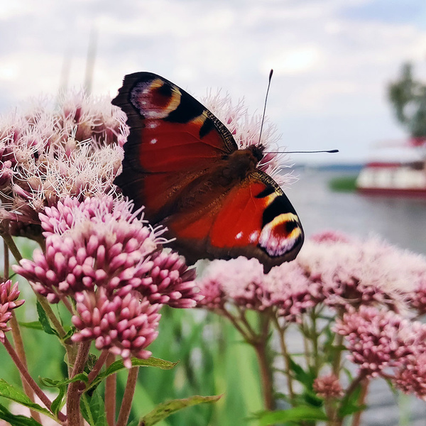 Schmetterling auf Blüte