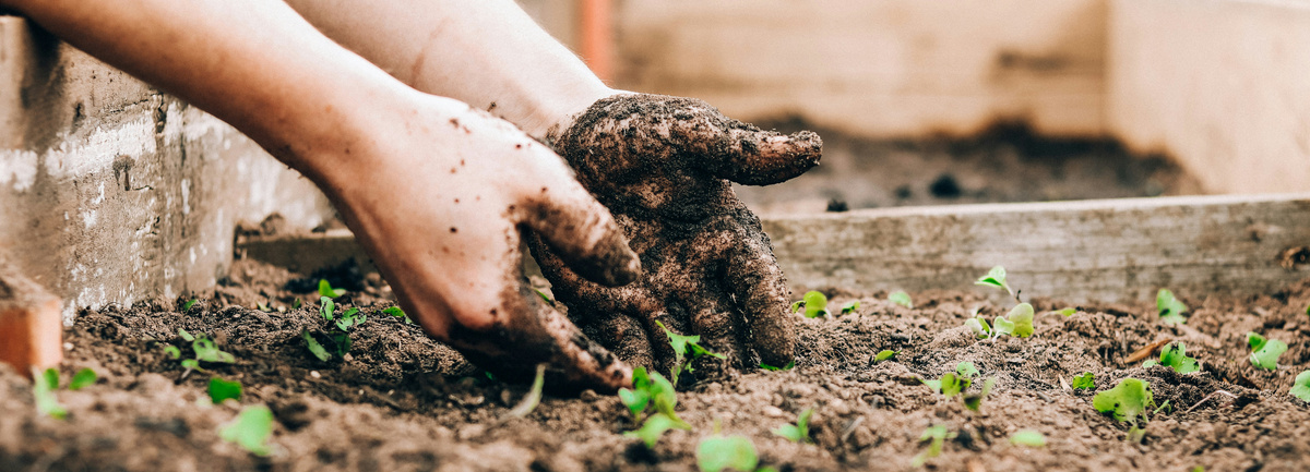 KI generiert: Zwei Hände pflanzen kleine Setzlinge in die Erde.