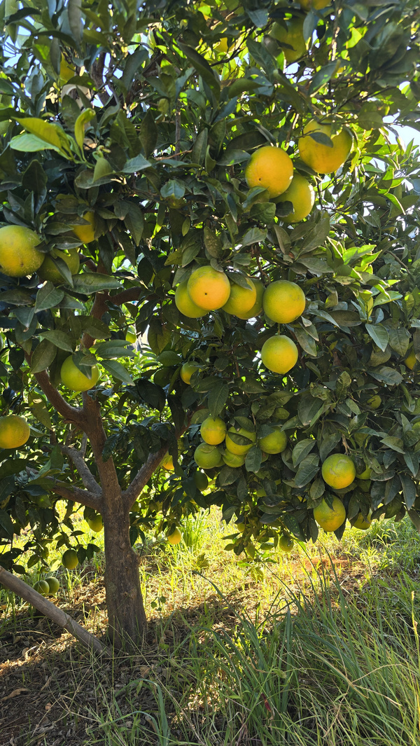 Das Bild zeigt einen Orangenbaum voller reifer und halbreifer Früchte im Sonnenschein. Die grünen Blätter und das gesättigte Gelb der Orangen heben sich in einer natürlichen Umgebung ab.
