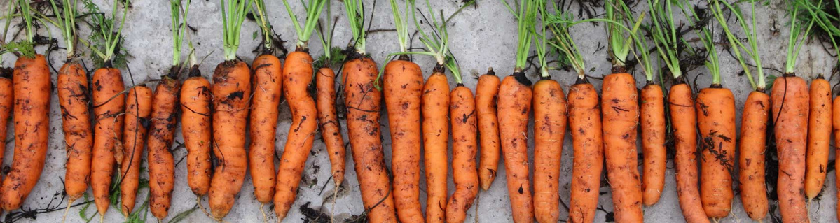 Frisch geerntet Möhren mit Möhrengrün und Erdresten aufgereiht