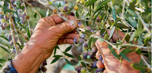 Oliven am Zweig mit Händen