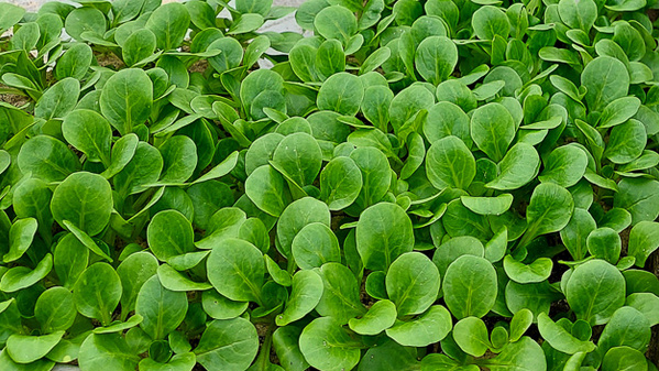Nahaufnahme vom Feldsalat