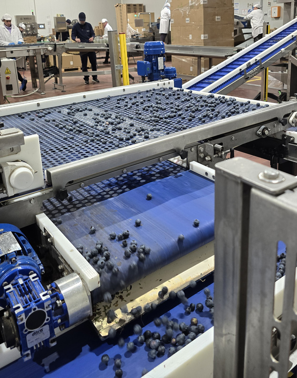 KI generiert: Blaubeeren auf einem Förderband in einer Produktionsanlage.