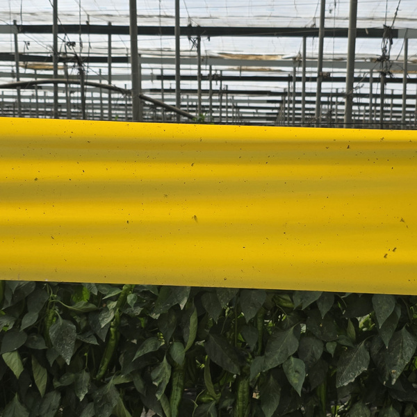 KI generiert: Das Bild zeigt eine gelbe Klebefalle in einem Gewächshaus, umgeben von Pflanzen. Die Klebefalle ist mit kleinen Insekten bedeckt.