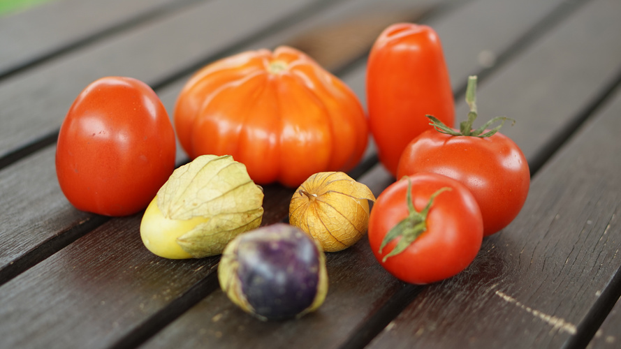 Verschiedene Tomaten und Tomatillo auf Holzunterlage