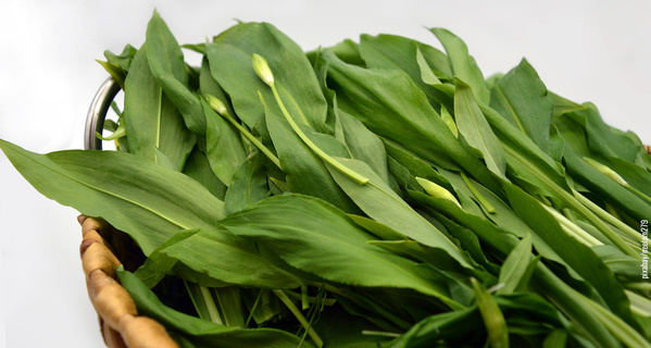 Bärlauch frisch geerntet mit Blütenknospen im Korb