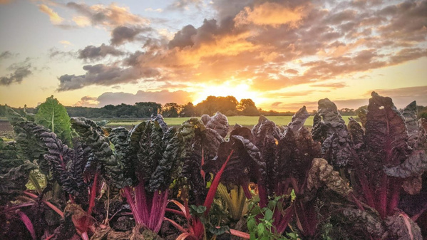 Mangold auf dem Acker, im Hintergrund Morgenröte