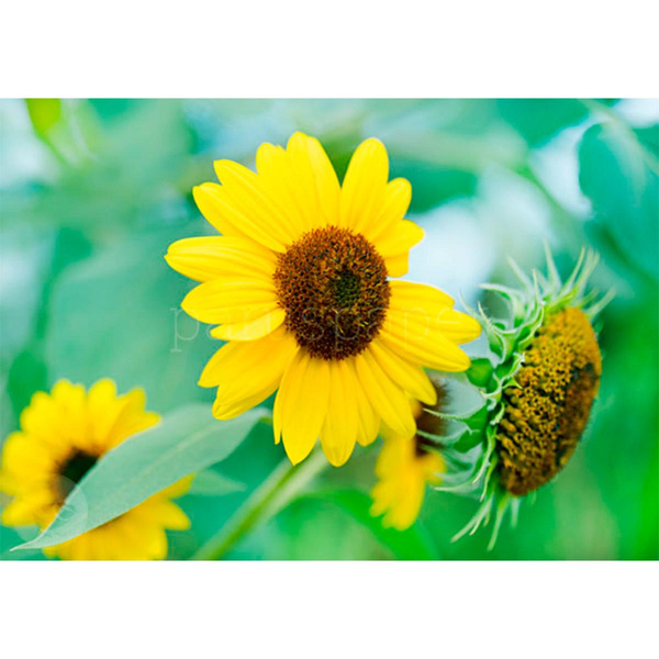 Produktfoto zu Postkarte Sonnenblumen