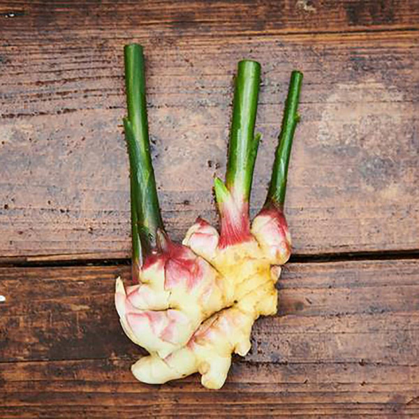 Produktfoto zu Ingwer frisch aus Deutschland