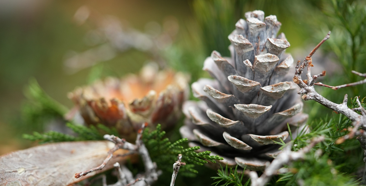 Tannenzapfen dekoriert mit Zweigen
