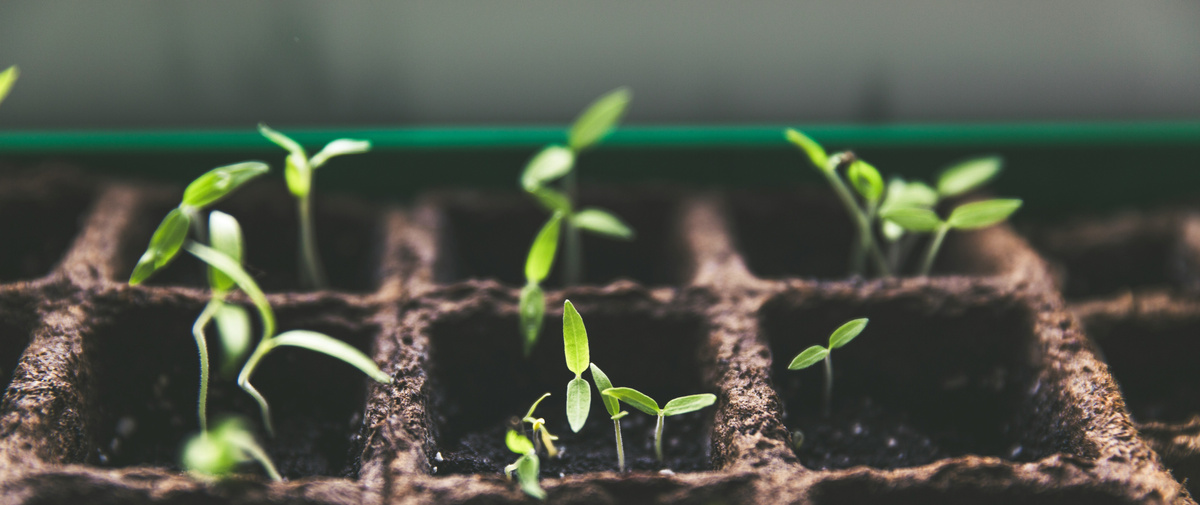 KI generiert: Junge Pflanzensprossen wachsen in kleinen Erdpflanzgefäßen.