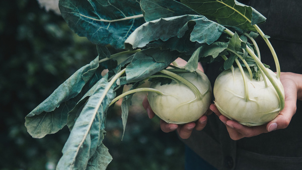 KI generiert: Zwei Kohlrabi mit großen Blättern werden in den Händen gehalten.