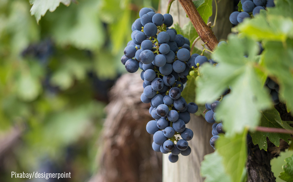 Trauben Blau an Rebstock