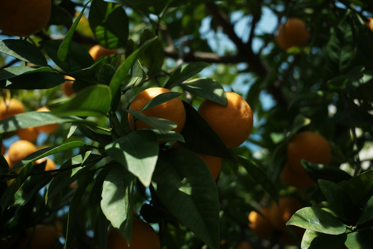 KI generiert: Orangen hängen an einem Baum mit dichtem grünen Laub.