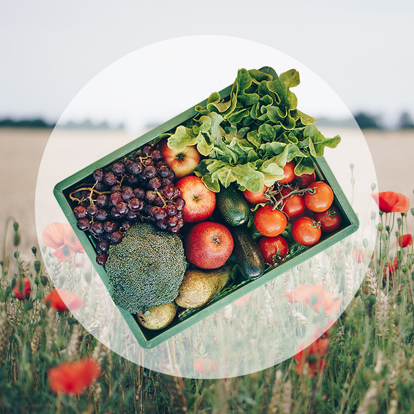 TUT GUT! Juli - Familienunternehmen und System Abokiste