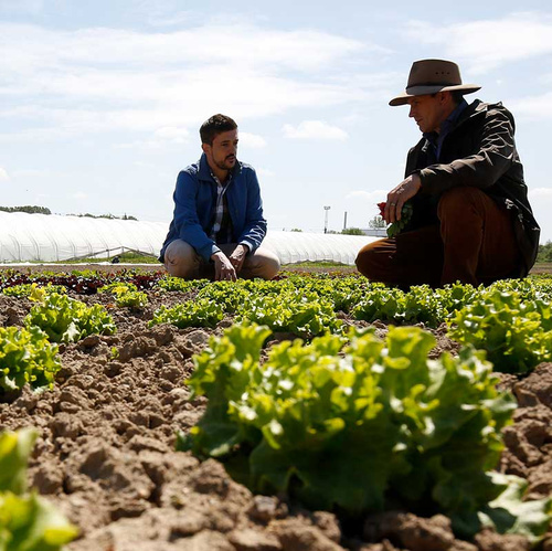 Georg von Firma Blattfrisch mit Produzent auf dem Feld
