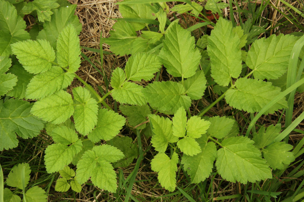 Giersch wächst auf der Wiese
