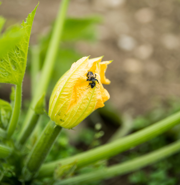 Eine Biene sitzt auf einer gelben Zucchini-Blüte im Garten.
