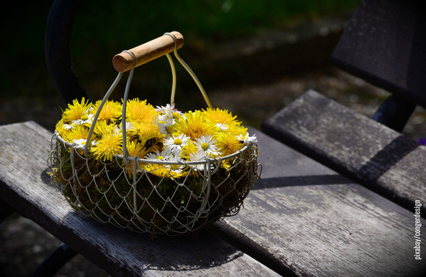 Drahtkorb gefüllt mit Löwenzahnblüten und Gänseblümchen auf Holzbank