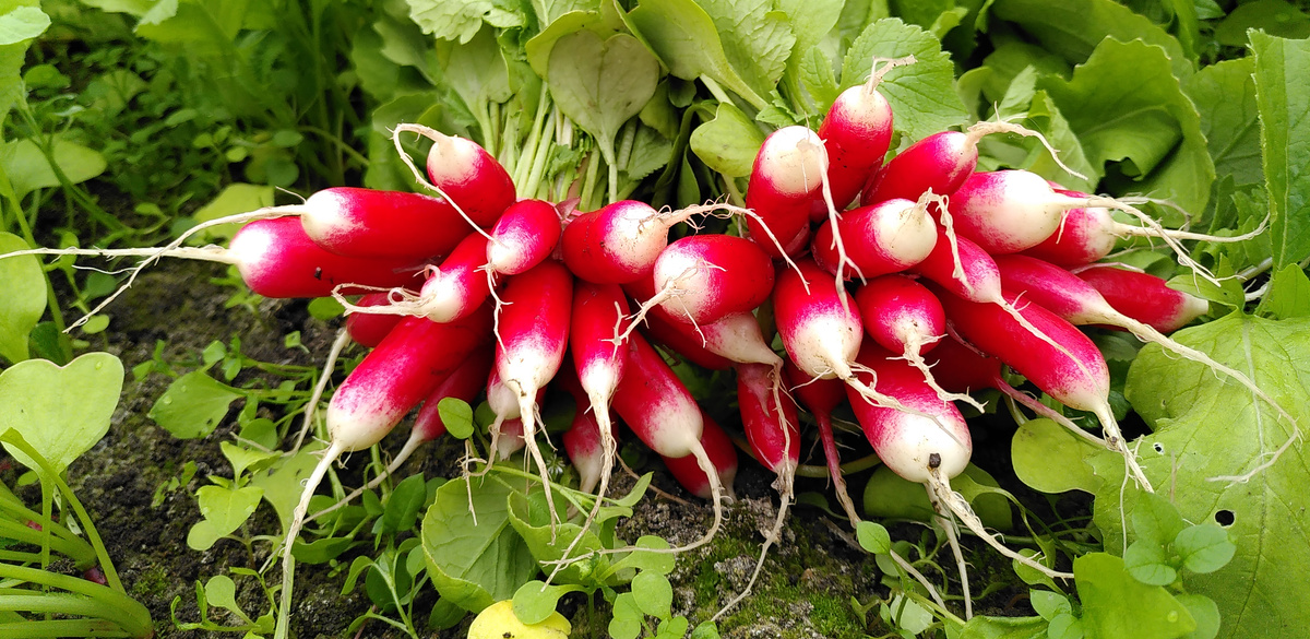 Knackfrische längliche Radieschen frisch geerntet