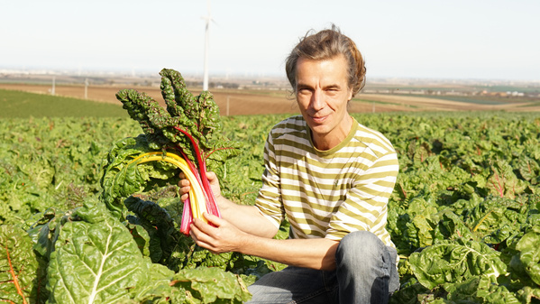 Felix Neumann auf einem Mangoldfeld mit buntem Mangold in der Hand