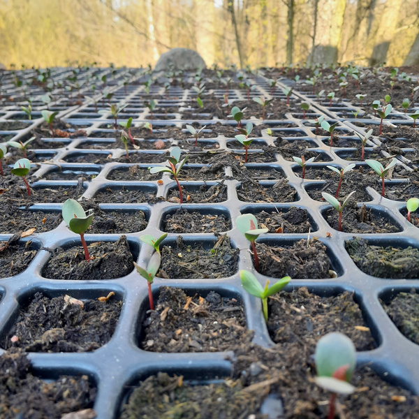 Streuobstwiesenkeimlinge Apfel und Birne