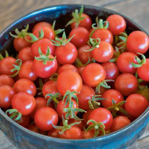 Produktfoto zu Tomatenpflanze Rote Murmel