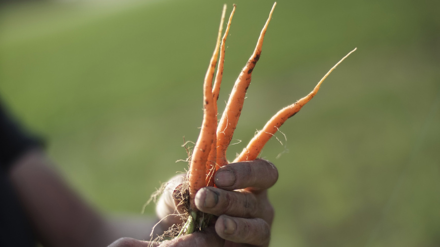 Frisch geerntete junge Möhren mit Erde behaftet in Bauernhand