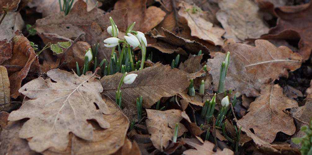 Warum wir schon an den Frühling denken...