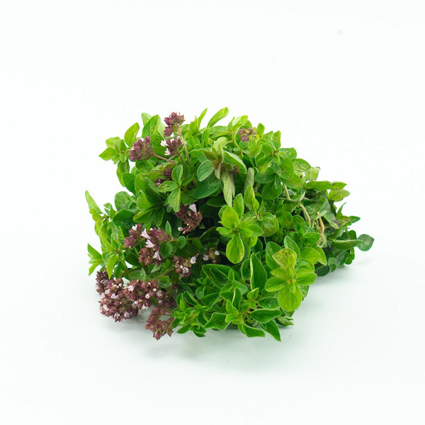 Produktfoto zu Oregano