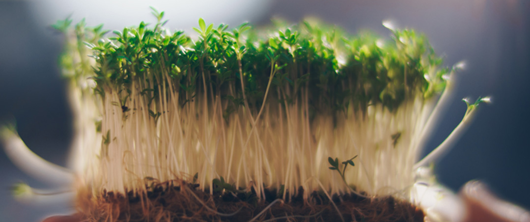 Kressesprossen auf Hand