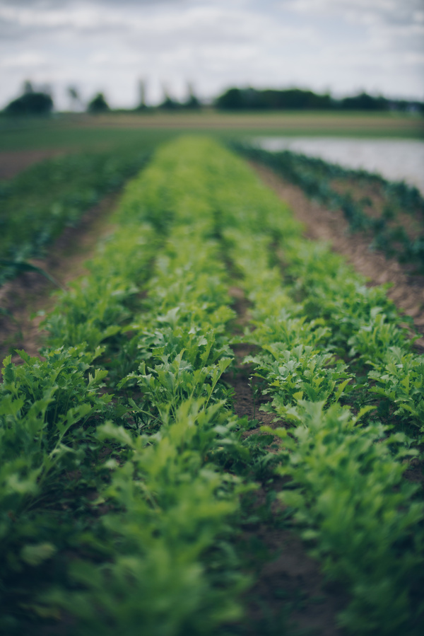 Ackerbild Salatanbau