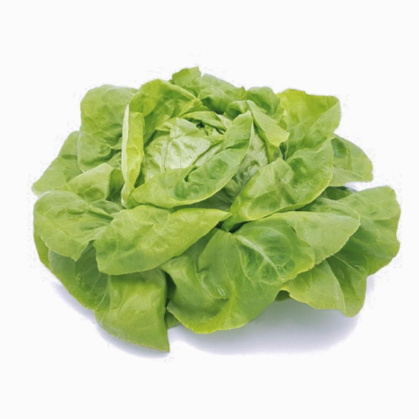 Produktfoto zu Kopfsalat rot_grün
