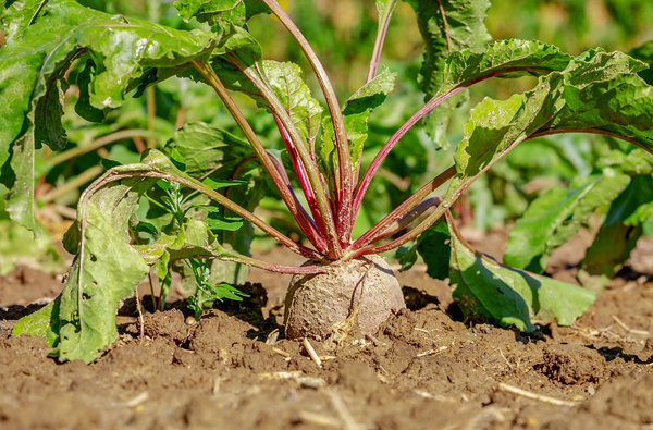 Rote Bete kurz vor der Ernte im Feld