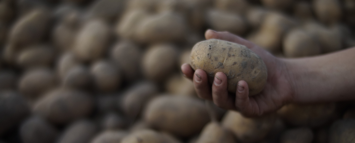 Hand mit Kartoffel vor Ernteberg Kartoffeln