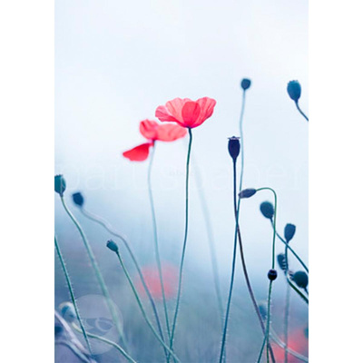 Produktfoto zu Postkarte Fragiler Mohn