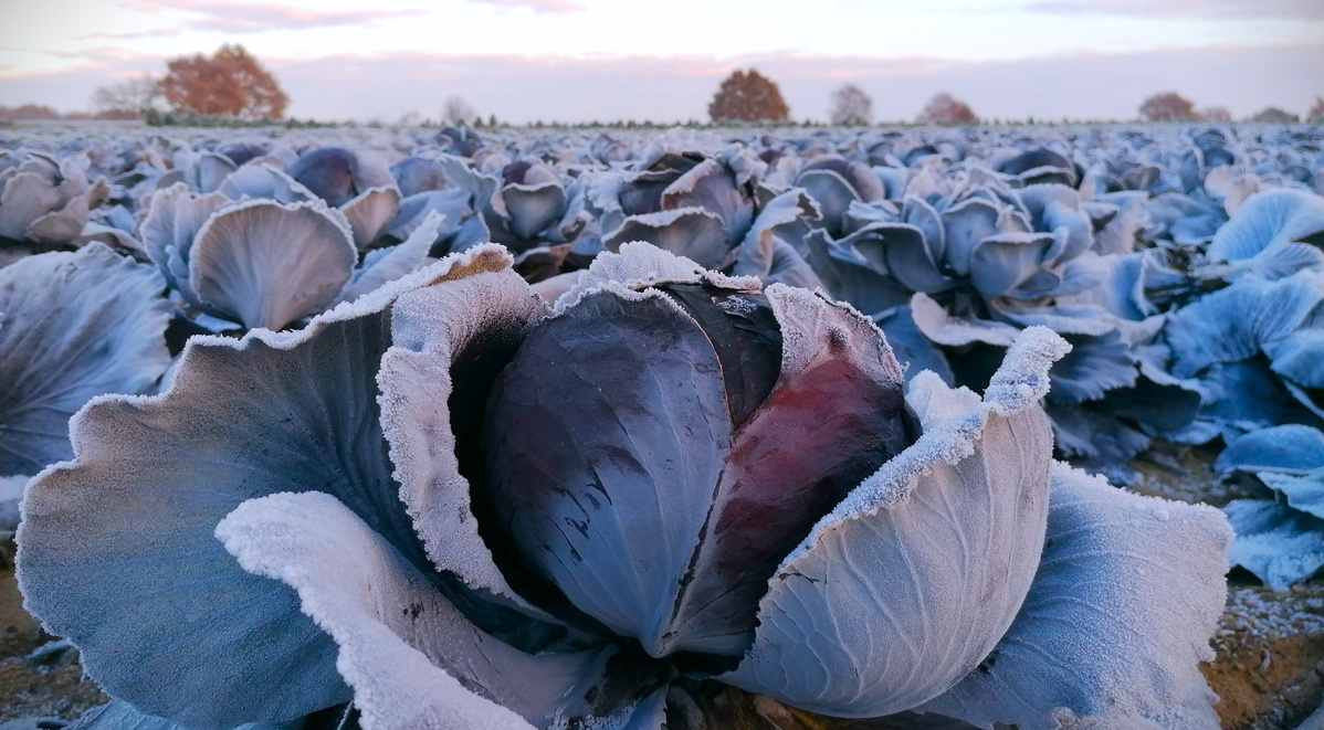 Frost auf dem Acker
