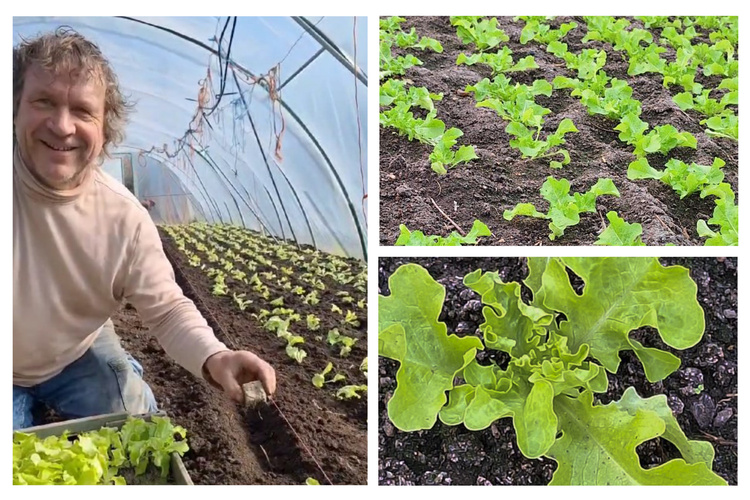 Bildkomposition Salatpflanzen setzen auf dem Bioladnhof Kulow im Folientunnel