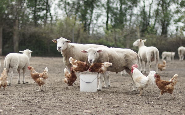 Braune Hühner, weißer Hahn und weiße Schafe zusammen im großen Auslauf