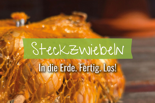 Steckzwiebeln im Netz