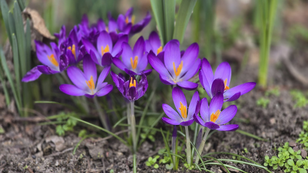 Der Frühling kommt! Ab in den Garten!